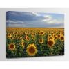 Picture of Dusk Sunflowers 24X16 *D