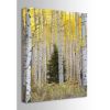 Picture of Shy Tree 24X36 *D