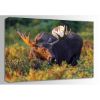 Picture of Moose Makes A Friend 36x24 *D