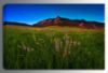 Picture of Glowing Flatirons Wildflowers *D