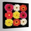 Picture of Gerbera Daisy Composite 24x24 *D