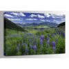 Picture of Last Dollar Lupine 48x32 *D