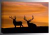 Picture of Estes Elk 16x24 *D