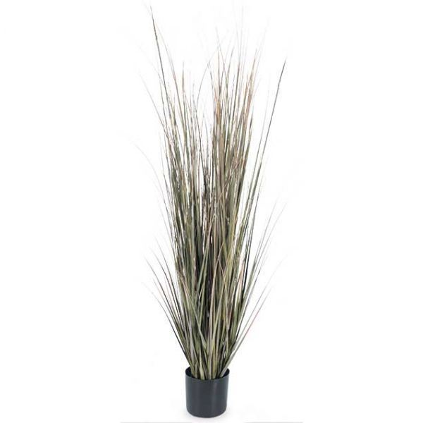 Picture of 5' Fall Onion Grass