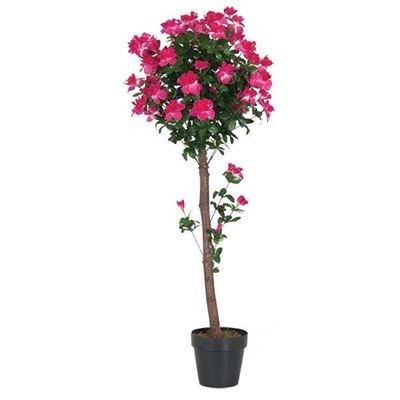 Picture of 4 foot Azalea Tree