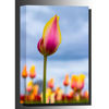 Picture of Blushing Beauty Tulips 36x24 *D