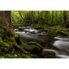 Picture of Spring Run 36x24 *D