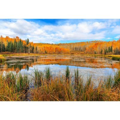 Picture of Woods Lake Reflection 32x48 *D