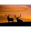 Picture of Estes Elk 16x24 *D