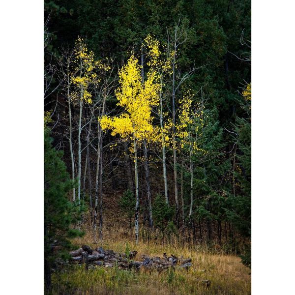 Picture of Fall Solitude 16x24 *D