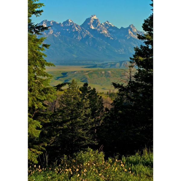 Picture of Tetons Sunrise 24x36 *D