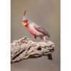 Picture of Desert Cardinal 24x16 *D