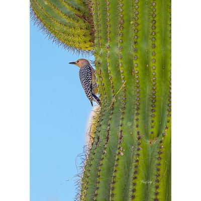 Picture of Woodpecker Guarding Her Nest 16x24 *D