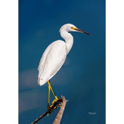 Picture of Snowy Egret 16x24 *D