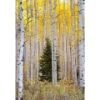 Picture of Shy Tree 24X36 *D