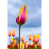 Picture of Blushing Beauty Tulips 36x24 *D