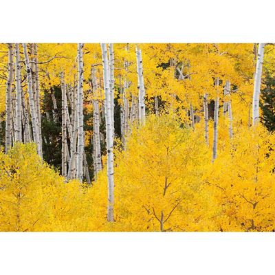 Picture of Aspens In The Colorado Rockies 48x32 *D