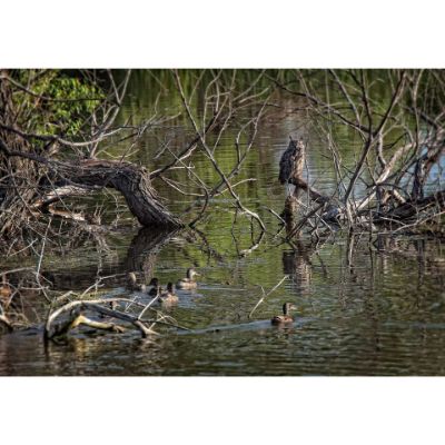 Picture of Great Horned Owl And Mallards 36x24 *D