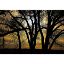 0084314_cottonwoods-at-dusk-48x32-d.jpeg