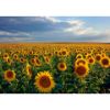 Picture of Dusk Sunflowers 24X16 *D