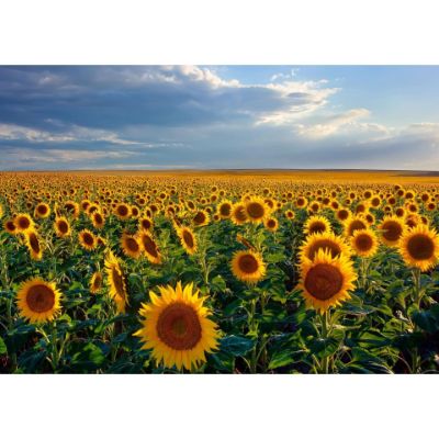 Picture of Dusk Sunflowers 24X16 *D