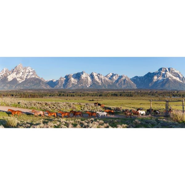 Picture of Working Horses In GTNP 36x12 *D
