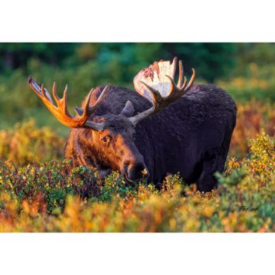 Picture of Moose Makes A Friend 36x24 *D