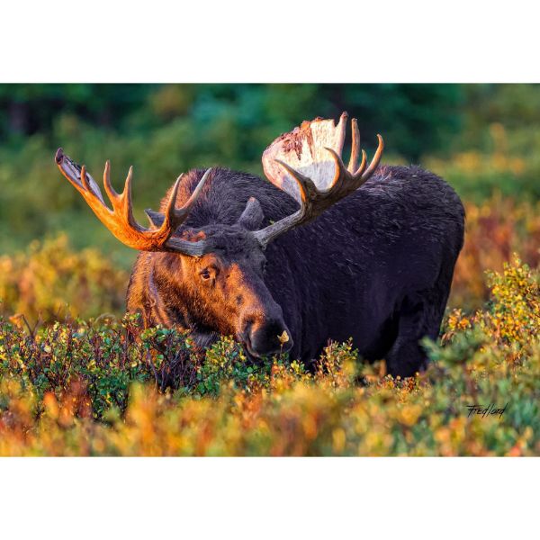 Picture of Moose Makes A Friend 36x24 *D