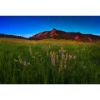 Picture of Glowing Flatirons Wildflowers *D