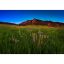 Picture of Glowing Flatirons Wildflowers *D