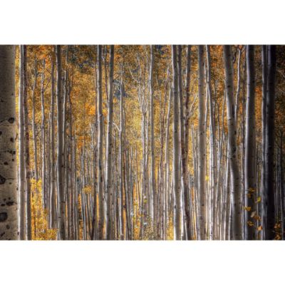 Picture of Autumnal Aspens 48x32 *D