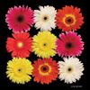 Picture of Gerbera Daisy Composite 24x24 *D