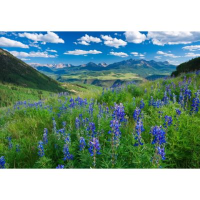 Picture of Last Dollar Lupine 48x32 *D