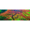 Picture of Japanese Maple 2 20x60 *D