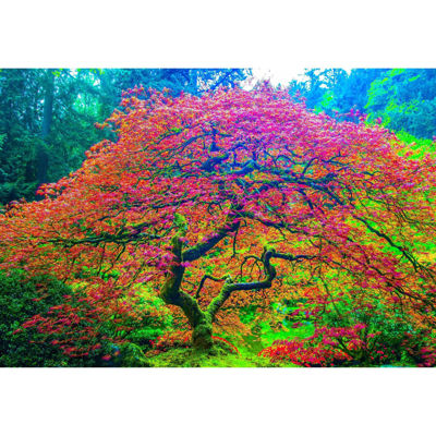 Picture of Japanese Maple 1 32x48 *D