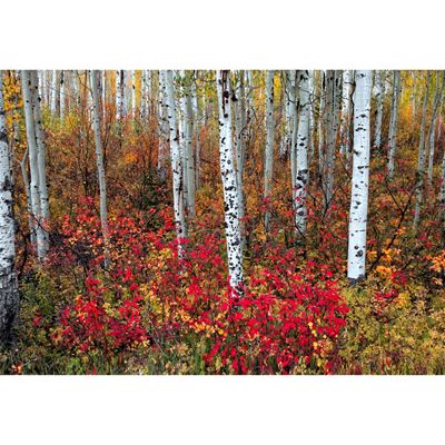 Picture of A Special Place in the Forest 48x32 *D