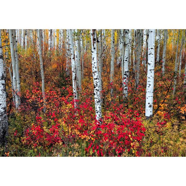 Picture of A Special Place in the Forest 48x32 *D