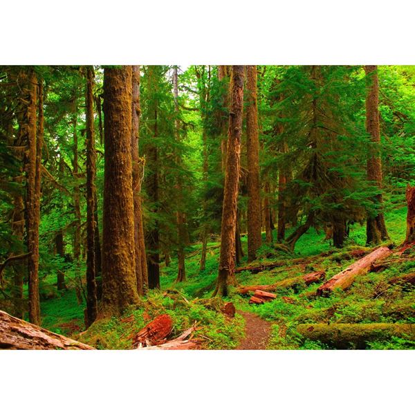 Picture of Spring in the Quinault Rainforest 48x32 *D