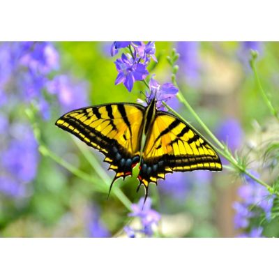 Picture of Swallowtail Butterfly 24x16 *D