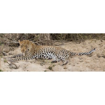 Picture of Young Brother Leopard 60x20 *D