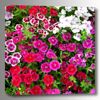 Picture of Flower Garden 24x24 *D