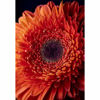 Picture of Flame Red Gerbera Daisy 36X24 *D