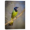 Picture of Green Jay - South Texas 24X16 *D