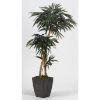 Picture of 2 Branch Weeping Fiscus Tree
