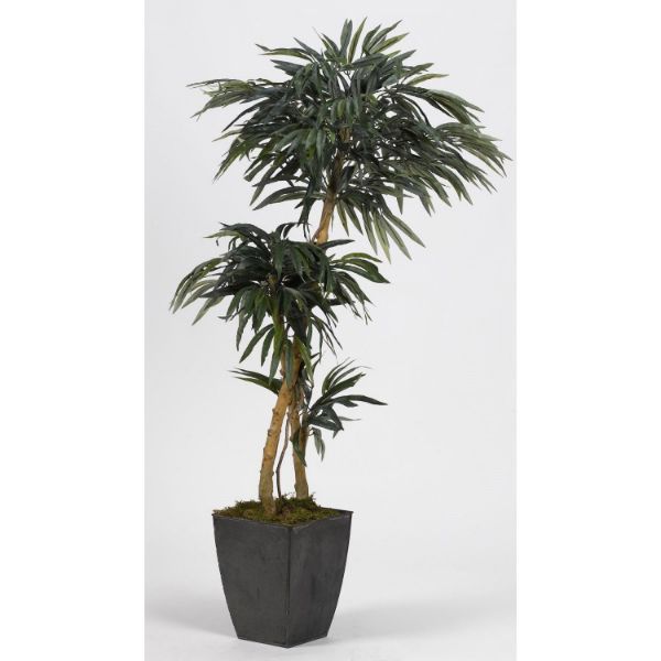 Picture of 2 Branch Weeping Fiscus Tree