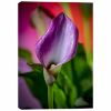 Picture of Dewy Magenta Calla Lily 24x36 *D