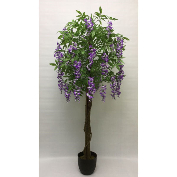 Picture of Lavender Wisteria Tree