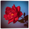 Picture of Lipstick Red Rose 24x24 *D