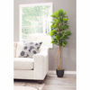 Picture of Fiddle Leaf Fig Tree