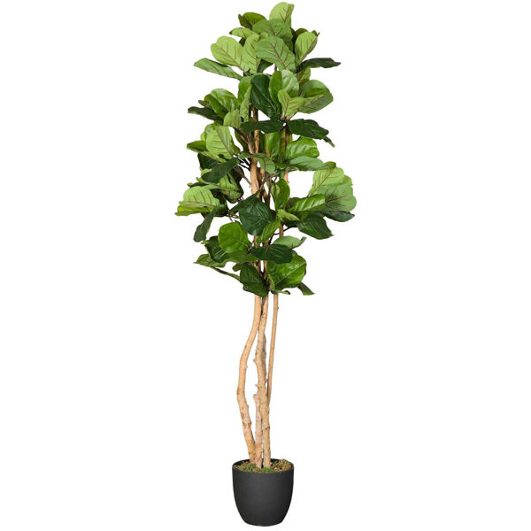 Picture of Fiddle Leaf Fig Tree